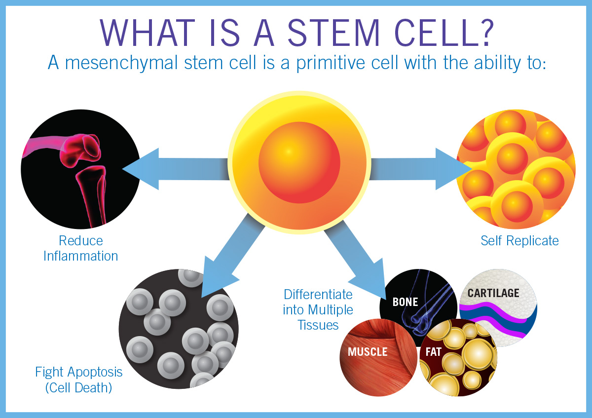 research on stem cell therapy